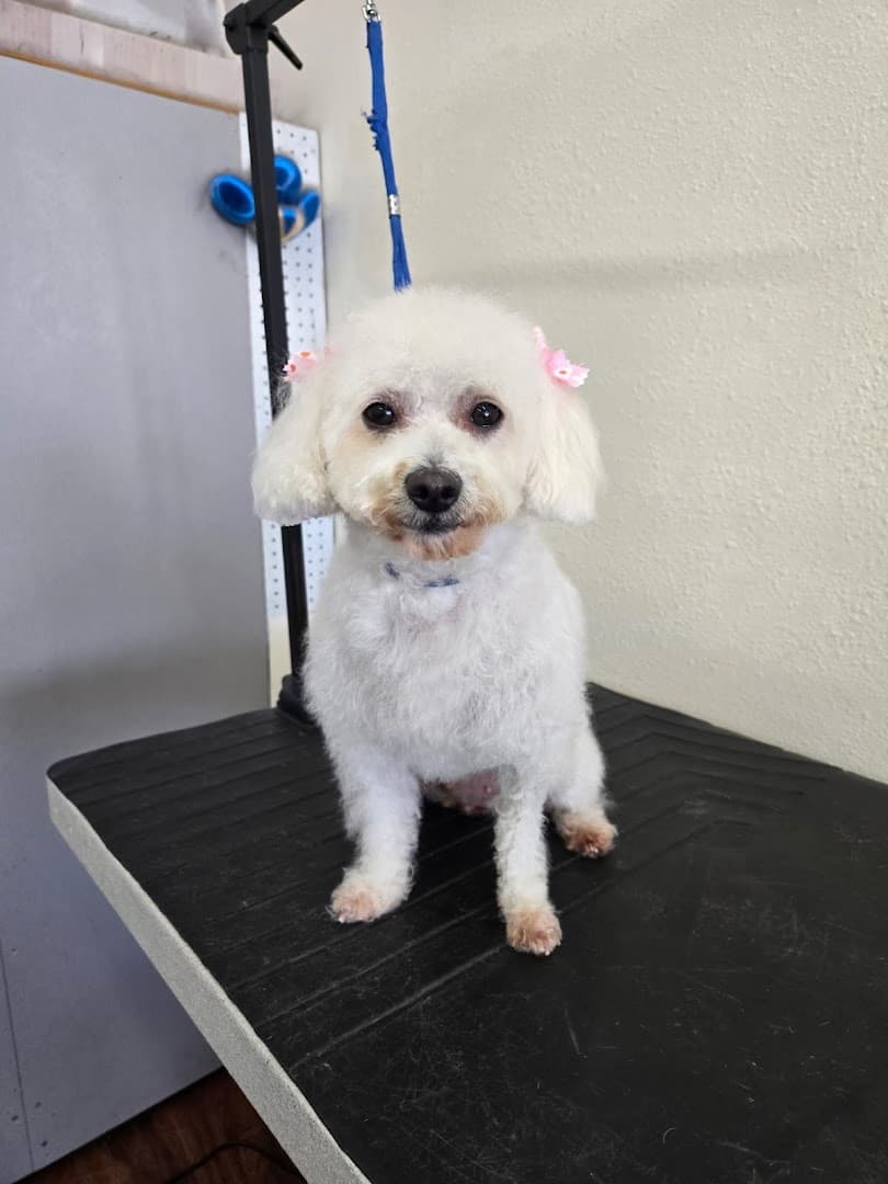 Happy Pet Grooming