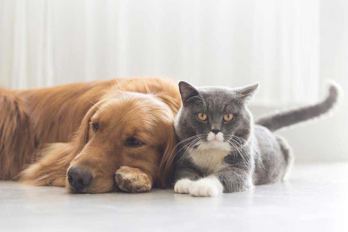 Anchor Animal Hospital