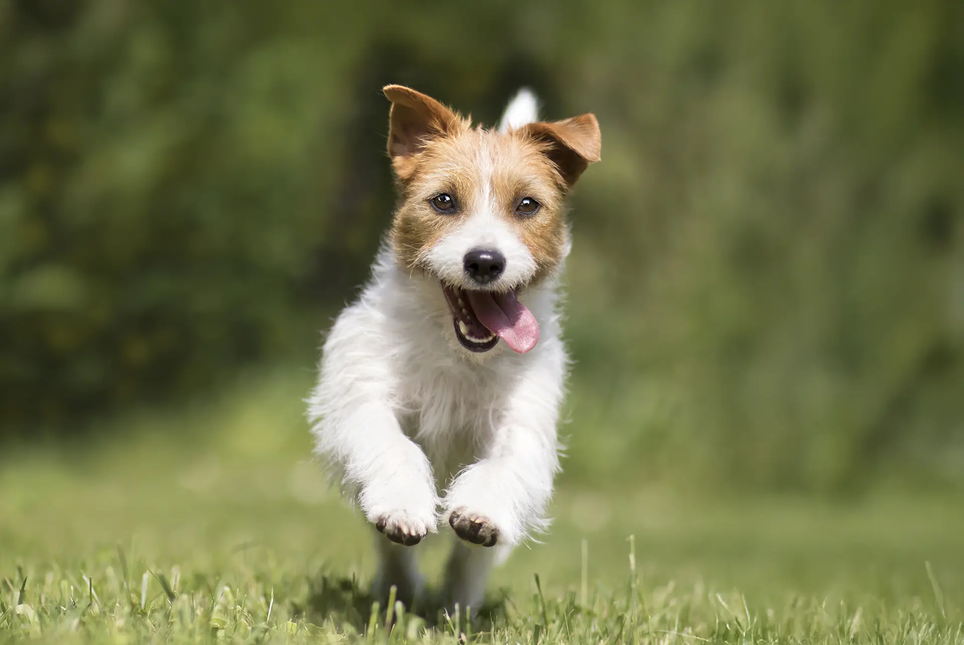 Sunrise Pet Hospital