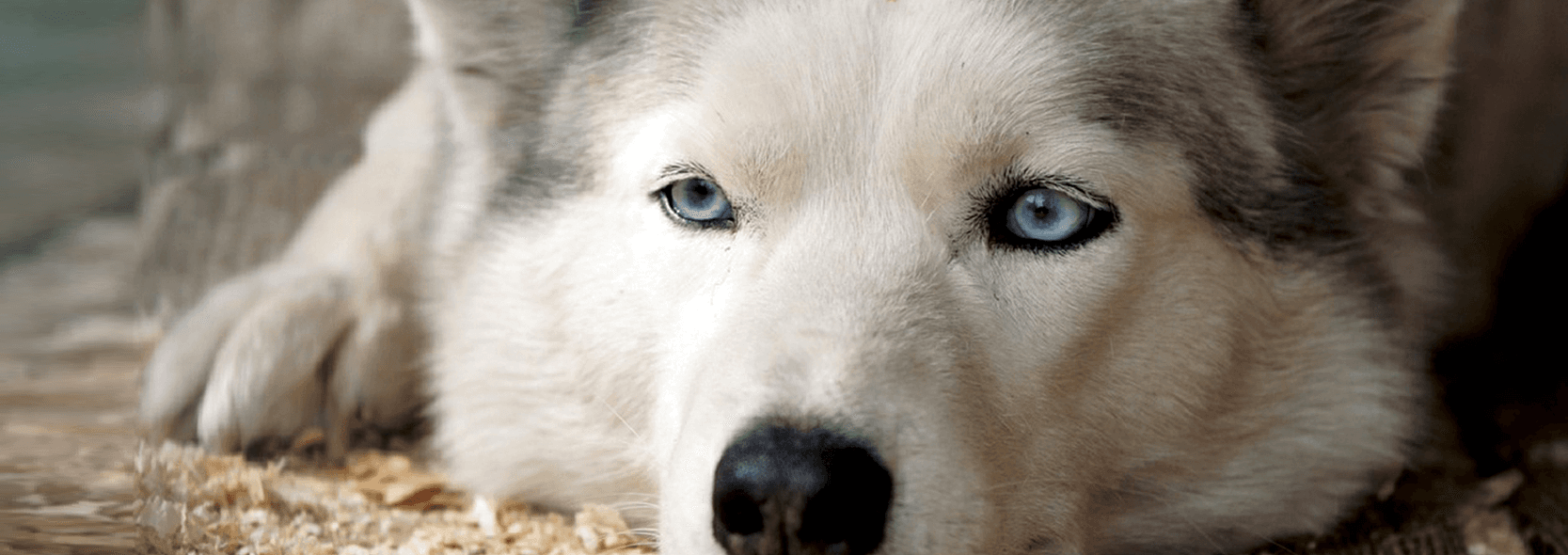 Anaheim Canyon Animal Hospital