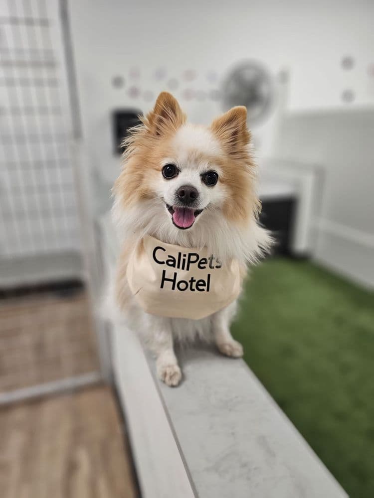 Cali Pets Hotel Llc
